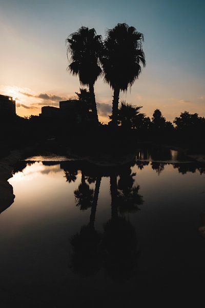 Palm trees reflection by Stefan Feenstra