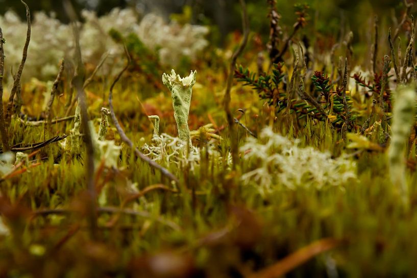 Mushroom in autumn colours by Merijn Loch