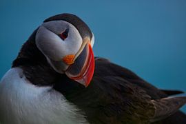 Puffin portrait by Kneeke .com