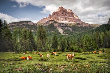 Cows in the Dolomites near the Three Peaks by Voss Fine Art Fotografie