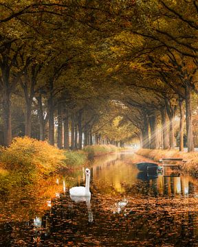 Forêt, automne sur Edwin Kooren