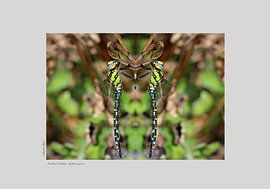 Blauwgroene mozaïeklibel