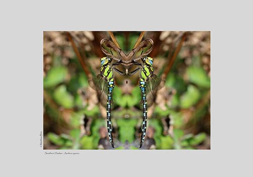 Blaugrüne Mosaikjungfer - #D7D7D7 von Matthias Brix