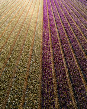 Purpurfarbene und weiße Krokusfelder von oben von Ewold Kooistra