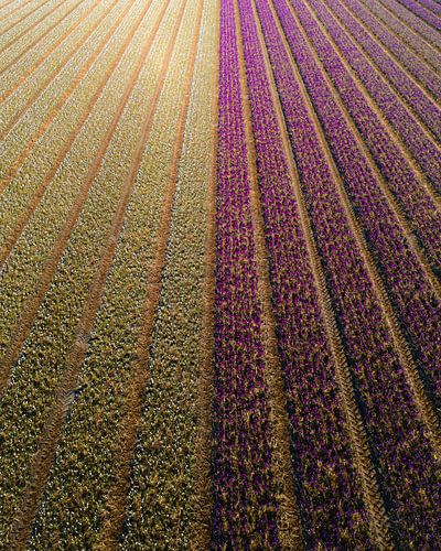Paarse en witte krokussenvelden van boven