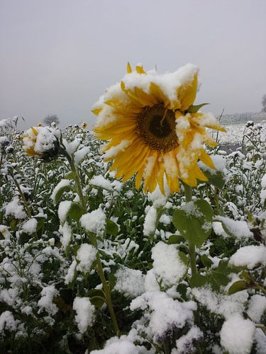 Zonnebloem in de sneeuw