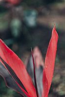 Wilde kleurrijke rode plant in Bali, Indonesië