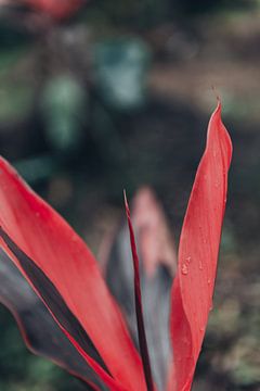 Wild colourful red plant in Bali, Indonesia by Troy Wegman