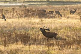 Rotwild aus der Bronzezeit von Jack Van de Vin