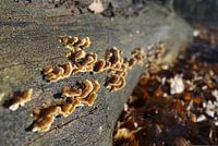 Mushrooms on a branch