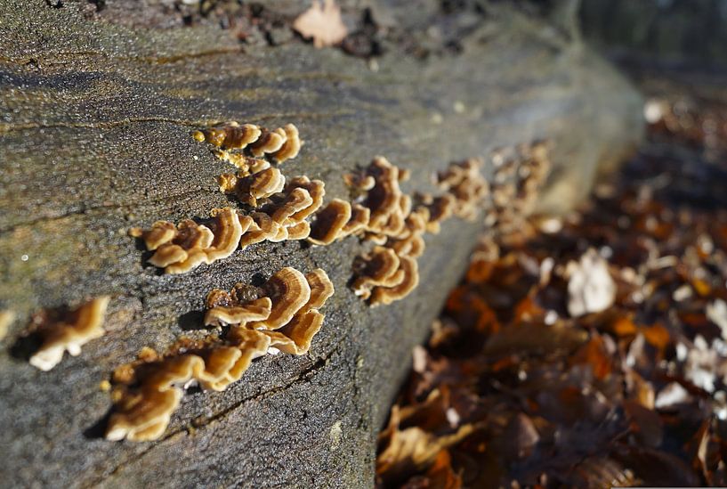 Mushrooms on a branch by Esmée Kiezebrink