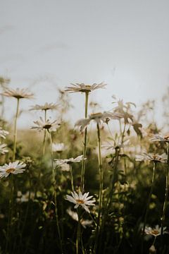 Landschapsfoto van wilde, romantische  madeliefjes tijdens zonsondergang in Limburg | Natuurfotograf van eighty8things