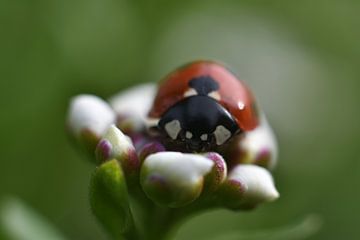 Marienkäfer auf einer Blume von Joard van den Ende