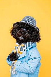 Chien d'eau portugais sur Poster Art Shop