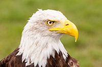 White-tailed Eagle