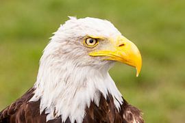 White-tailed Eagle by André Dorst