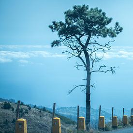 Baum Madeira von Alette Jager