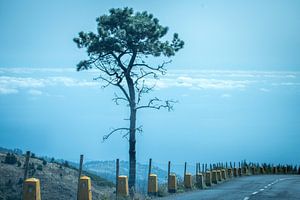 L'arbre de Madère sur Alette Jager