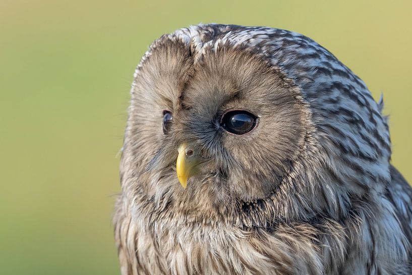 Hibou des marais, portrait, au repos par Jan van Vreede