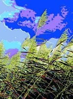 Waving reeds in the summer sun