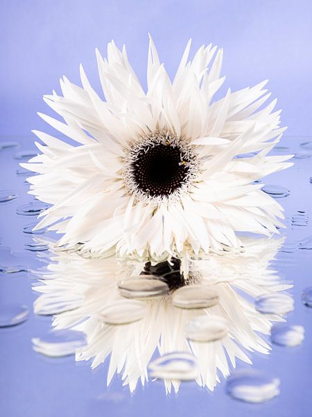 White Gerbera on mirrored surface with waterdrops (light blue) by Marjolijn van den Berg