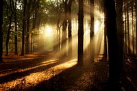 Zonnestralen in het bos