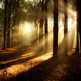 Sunbeams in the forest by Theo Fokker