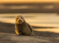 Zeehondje