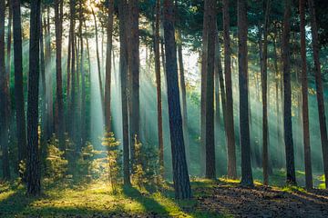 Licht in het bos van Martin Wasilewski