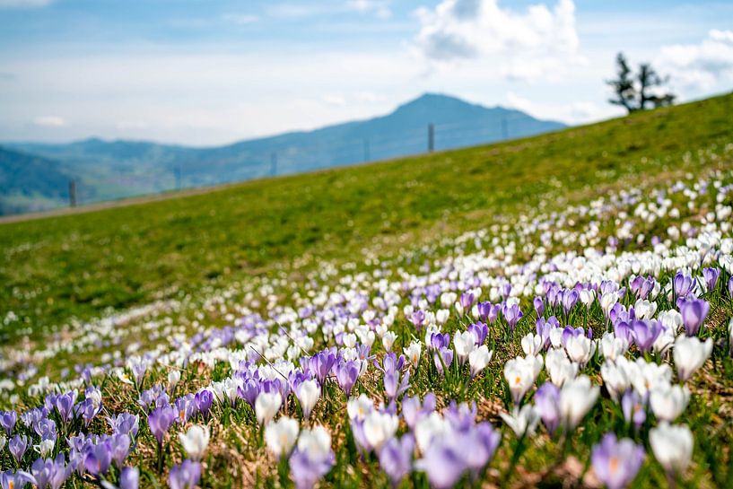 Flowery view of the Grünten from noon by Leo Schindzielorz