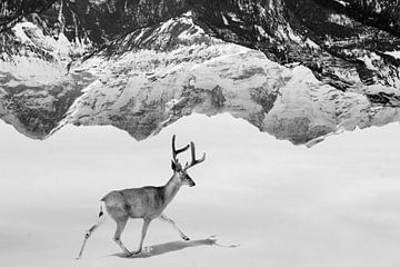 Deer Mountains