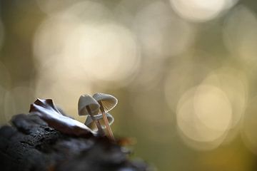 Atmosphere in autumn by NatureBliss