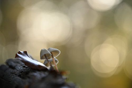 Atmosphere in autumn