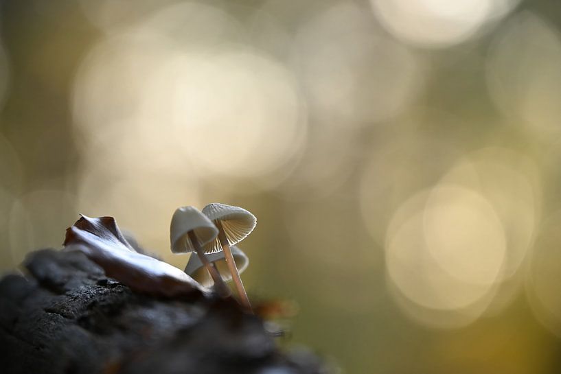 Sfeer in de herfst van NatureBliss