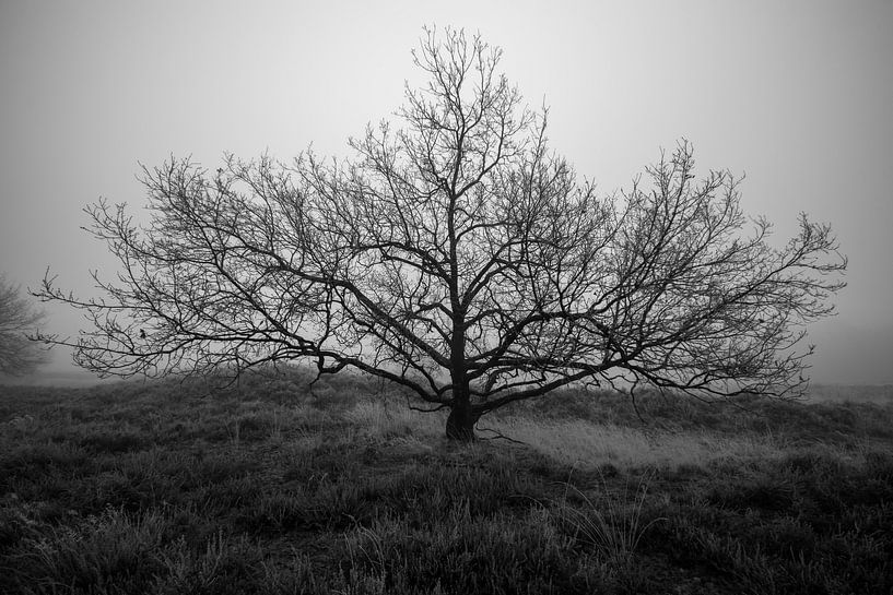 mystical morning by Bart Liesenborgs