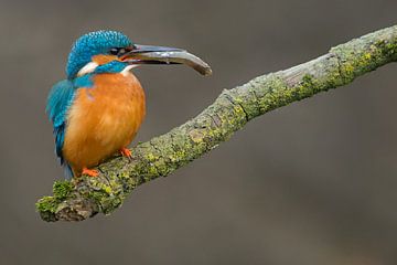 Kingfisher with prey by Jeroen Stel