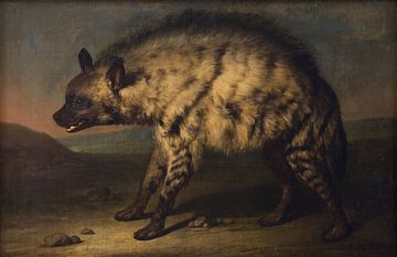 Jens Juel, Hyena from the zoo at Frederiksberg castle, 1767 by Atelier Liesjes