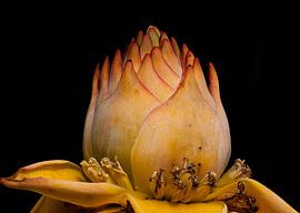 Sacred Lotus or Chinese Ornamental Banana by Huub de Bresser