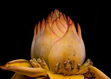 Heilige Lotus of Chinese Sierbanaan van Huub de Bresser