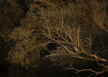 Reiher in der Herbstsonne