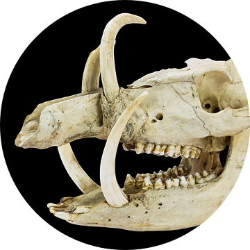 Schedel met lange slagtanden en tanden van wild zwijn op zwart