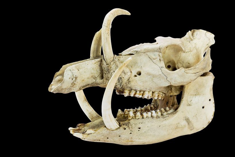 Schädel mit den langen Stoßzähnen und den Zähnen des wilden Ebers von Ben Schonewille