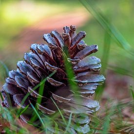 Pine cone by Robin Witteman