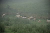 Sheep in the fog