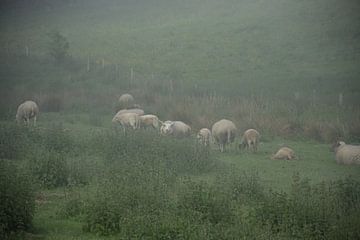 Des moutons dans le brouillard sur Ingrid de Vos - Boom