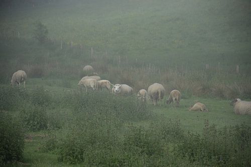 Schapen in de mist