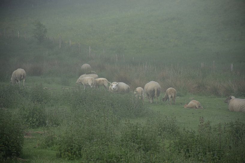 Sheep in the fog by Ingrid de Vos - Boom