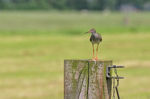 Rotschenkel / Rotschenkel