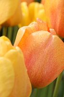 Tulp met dauwdruppels