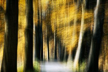 Dromerig bos van licht van Jacq Christiaan